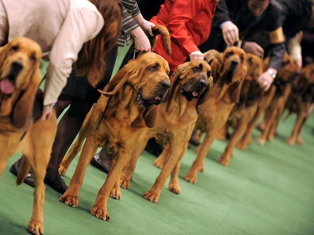 Выставки собак в Купино