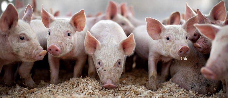 Все о свиньях в Купино | ЗооТом портал о животных