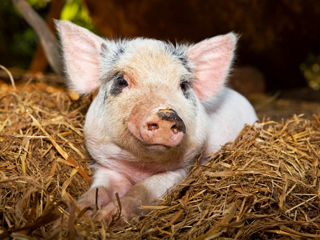 Все о свиньях в Купино | ЗооТом портал о животных