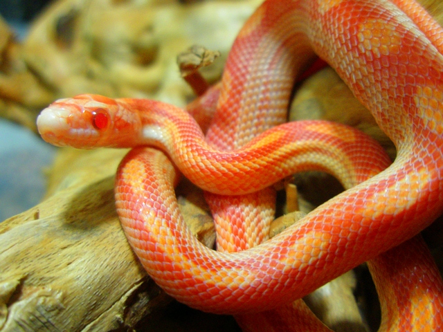Содержание змей и уход за ними в Купино | ЗооТом портал о животных
