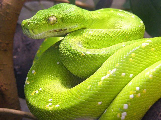 Содержание змей и уход за ними в Купино | ЗооТом портал о животных