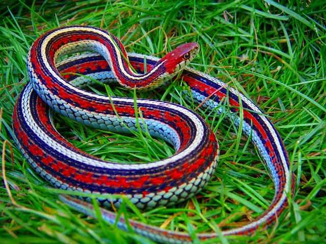 Все о змеях в Купино | ЗооТом портал о животных