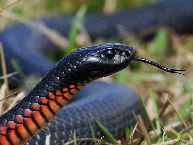 Все о змеях в Купино | ЗооТом портал о животных